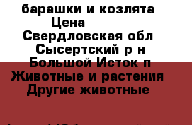 барашки и козлята › Цена ­ 5 000 - Свердловская обл., Сысертский р-н, Большой Исток п. Животные и растения » Другие животные   